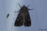 Klfly - Cabbage Moth (Mamestra brassicae)