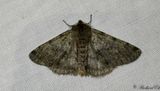Gr fjdermtare - Pale Brindled Beauty (Phigalia pilosaria)