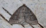 Brunaktig frostmtare - Chamois Carpet (Theria rupicapraria)