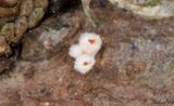 Lrkskl (Lachnellula occidentalis)