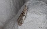 Krusbrsmott - Gooseberry Knot-horn (Zophodia grossulariella)