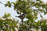 Rostsngare - Western Subalpine Warbler (Curruca inornata)