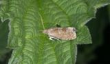 Epiblema turbidana