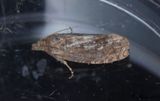 Epiblema turbidana