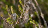 Rdtonad ginstmtare - Broom-tip (Chesias rufata)