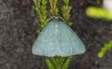 Daggig ginstmtare - Grass Emerald (Pseudoterpna pruinata)