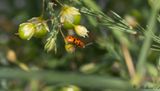 Svartprickig sparrisbagge - Spotted Asparagus Beetle (Crioceris duodecimpunctata)