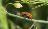 Svartprickig sparrisbagge - Spotted Asparagus Beetle (Crioceris duodecimpunctata)