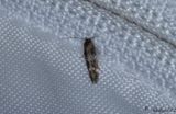 Bergdunrtsbrokmal - Garden Cosmet (Mompha subbistrigella)