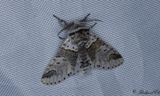 Gr gaffelsvans - Sallow Kitten (Furcula furcula)