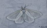 Videspinnare - White Satin Moth (Leucoma salicis)