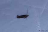 lggrsdystermal - Black Neb (Monochroa lutulentella)