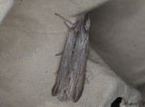 Skuggkapuschongfly - The Shark (Cucullia umbratica)