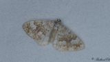 Brunflammig fltmtare - Sandy Carpet (Perizoma flavofasciata)
