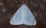 Vitvingespinnare - Black V Moth (Arctornis l-nigrum) 