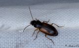 Mrk gllpare (Stenolophus mixtus)