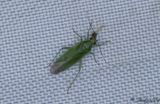 Orthotylus marginalis