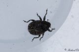 Blklockevivel (Miarus campanulae)