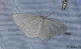 Blbrslvmtare - Smoky Wave (Scopula ternata)