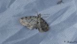 Blbrsmalmtare - Bilberry Pug (Pasiphila debiliata)