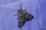 Myraftonfly - Light Knot Grass (Acronicta menyanthidis)