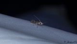 Tallskottsmal (Exoteleia dodecella)