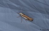Vitstreckad hstmal - White-shouldered Smudge (Ypsolopha parenthesella)