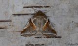 Bandad hallonspinnare - Buff Arches (Habrosyne pyritoides)