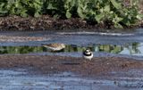 Vitgumpsnppa - White-rumped Sandpiper (Calidris fuscicollis)