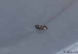 Lkmal (Acrolepiopsis assectella)