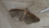 Herkulesmott (Hypsopygia glaucinalis)
