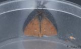 Ljungtofsspinnare (Orgyia antiquoides)