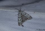 Punkthedspinnare - Speckled Footman (Coscinia cribraria)