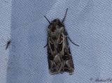 Sprjordfly - Archers Dart (Agrotis vestigialis)