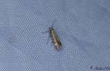 Triftfilosofmal (Aristotelia brizella)