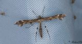 Grfibblefjdermott - Downland Plume (Oxyptilus pilosellae)