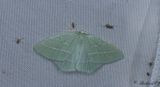 Smaragdgrn lundmtare - Small Emerald (Hemistola chrysoprasaria)