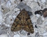 Vgbandat ordensfly - Dark Crimson Underwing (Catocala sponsa)