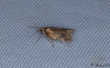 Smultronhstvecklare (Acleris aspersana)