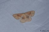 Brunvattrad grdelmtare - False Mocha (Cyclophora porata)