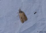 Strre tistelplattmal - Ruddy Flat-body (Agonopterix subpropinquella)