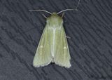Grnt hedmarksfly - Burren Green (Calamia tridens)