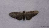 Bjrnflokemalmtare - White-spotted Pug (Eupithecia tripunctaria)