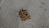 Kardborreplattmal - Brindled Flat-body (Agonopterix arenella)
