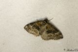 Snedstreckad fltmtare - Barred Rivulet (Perizoma bifaciata)