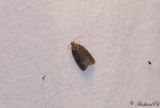 Halvbandad videknoppvecklare - Short-barred Marble (Apotomis semifasciana)