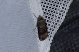 Kommajordfly - Dark Sword-grass (Agrotis ipsilon)
