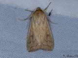 ggult grsfly - The Delicate (Mythimna vitellina)
