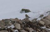 Snfink - White-winged Snowfinch (Montifringilla nivalis)