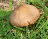 Panaeolus fimicola 28-10-22.jpg